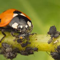 Seven Spot Ladybird eating Aphids 2 